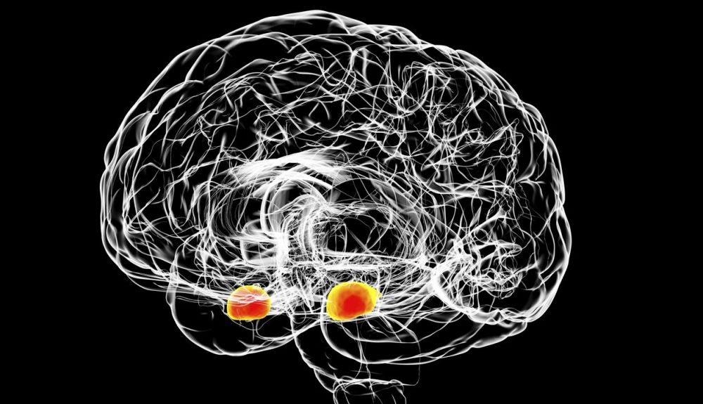 La amígdala es una pequeña estructura en lo profundo del cerebro.