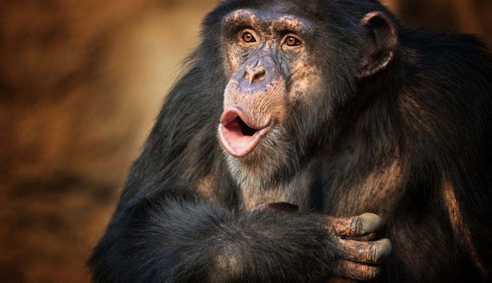 Hasta ahora, solo se habían secuenciado 59 genomas de chimpancé y con poca información sobre su origen. Hasta ahora, solo se habían secuenciado 59 genomas de chimpancé y con poca información sobre su origen.