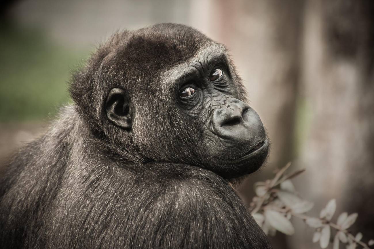 El chimpancé es uno de los grandes simios que se enfrentan a la extinción, ya que solo quedan entre 150.000 y 250.000 ejemplares.