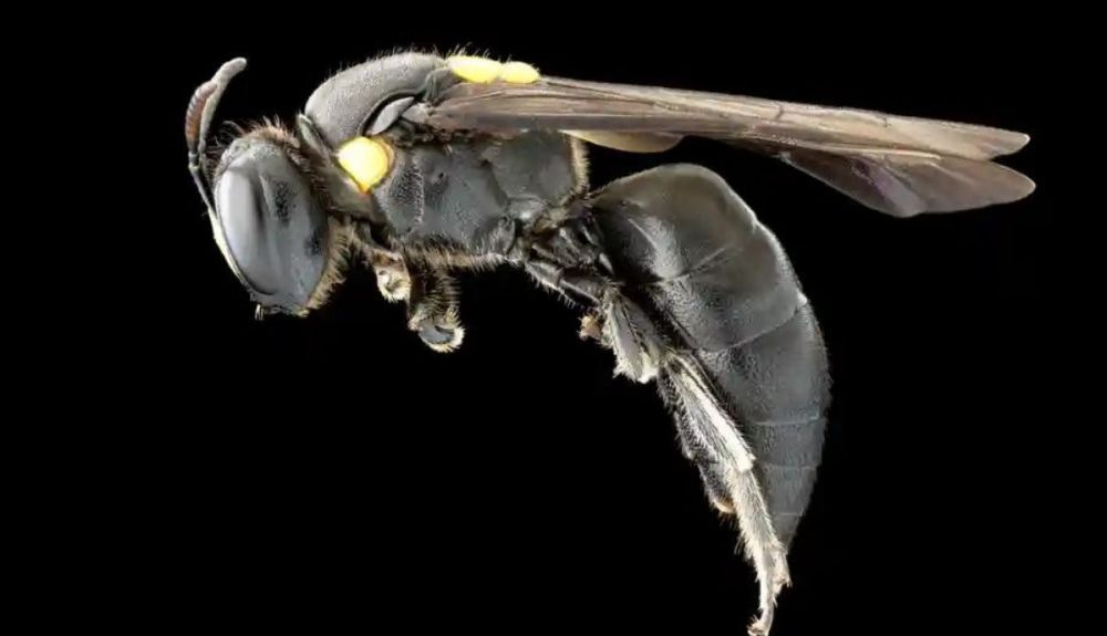 los investigadores estudiaron a Amphylaeus morosus, una especie de abeja que habita en los bosques montanos de su Australia natal. los investigadores estudiaron a Amphylaeus morosus, una especie de abeja que habita en los bosques montanos de su Australia natal.