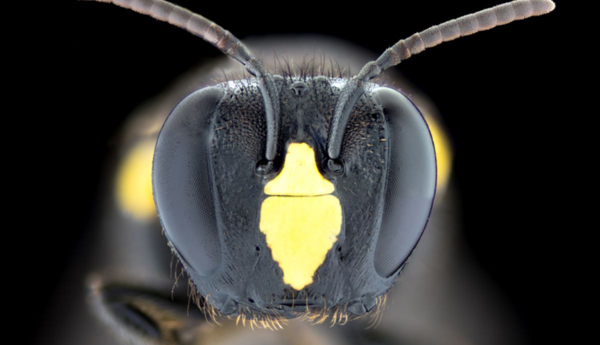 El estudio analiza el desarrollo del comportamiento altruista en las colonias de abejas.