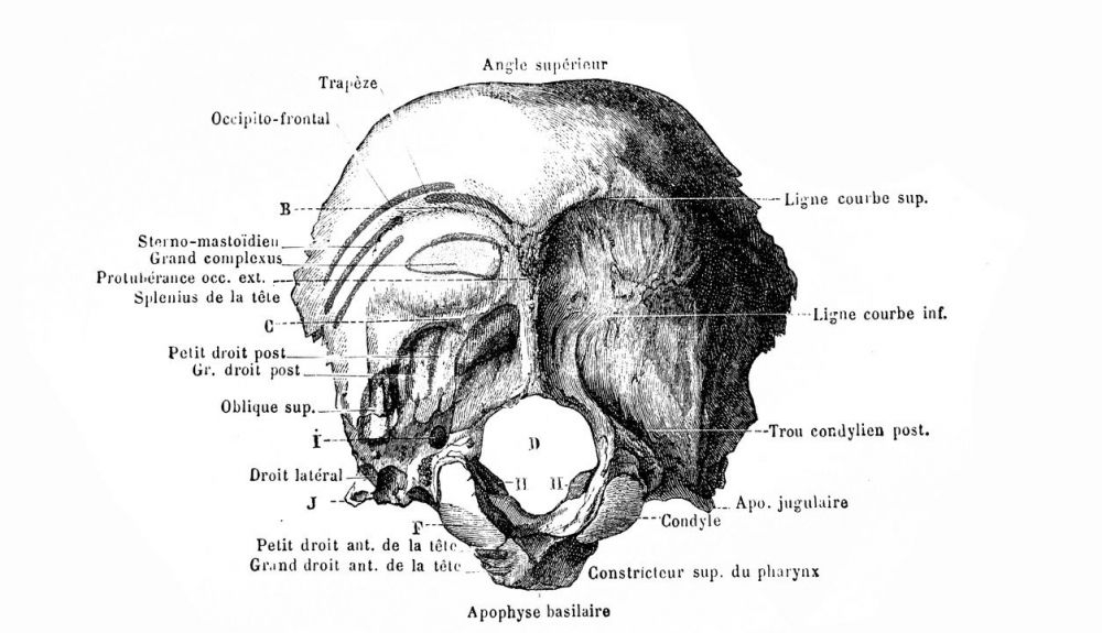 Illustration del hueso occipital. Illustration del hueso occipital.