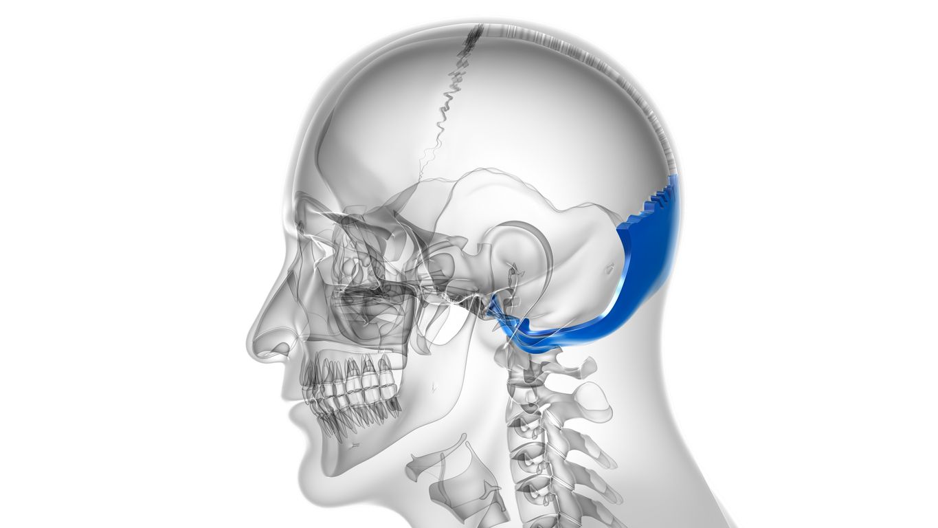 Debido a su ubicación, el hueso occipital afecta todos los movimientos del cuerpo.