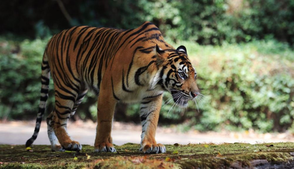 El tigre de Sumatra tiene un pelaje de color naranja más oscuro que otros de su familia, para permitirle mezclarse con su hábitat de selva tropical. El tigre de Sumatra tiene un pelaje de color naranja más oscuro que otros de su familia, para permitirle mezclarse con su hábitat de selva tropical.
