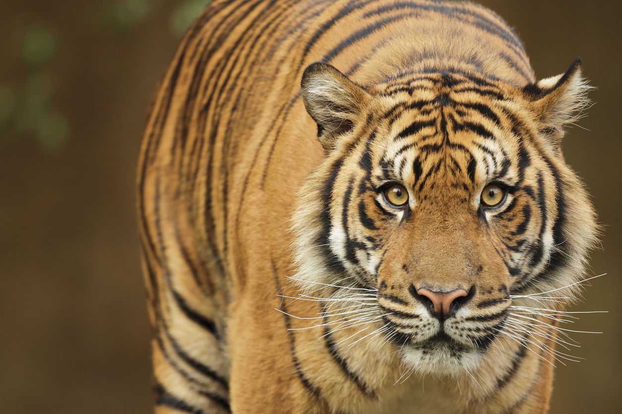 El tigre de Sumatra se encuentra en peligro crítico.