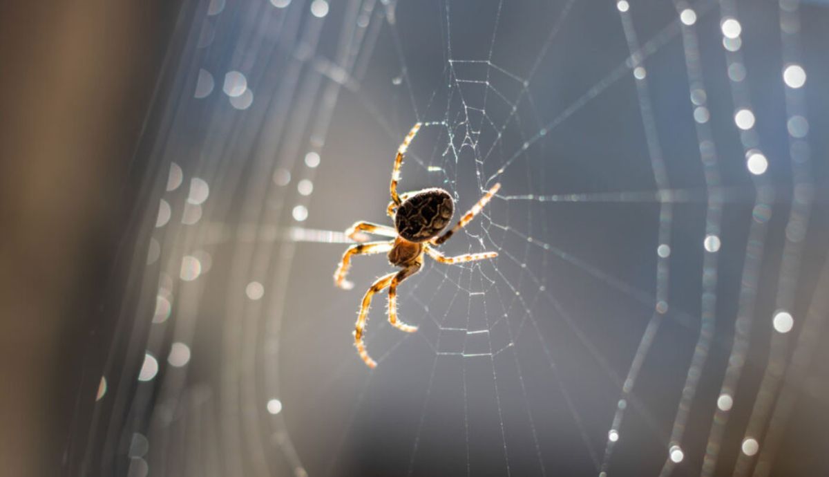 La araña utiliza la telaraña como tímpano externo al detectan vibraciones de sonido que viajan a través de la seda.