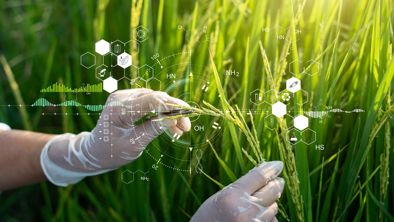 Los alimentos transgénicos podrían contribuir  a aliviar la hambruna y el hambre en todo el mundo.