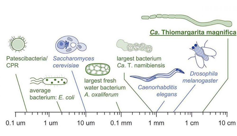 Comparación del tamaño de sistemas modelo de algunas bacterias (verde) y eucariotas (azul) en una escala logarítmica. Comparación del tamaño de sistemas modelo de algunas bacterias (verde) y eucariotas (azul) en una escala logarítmica.