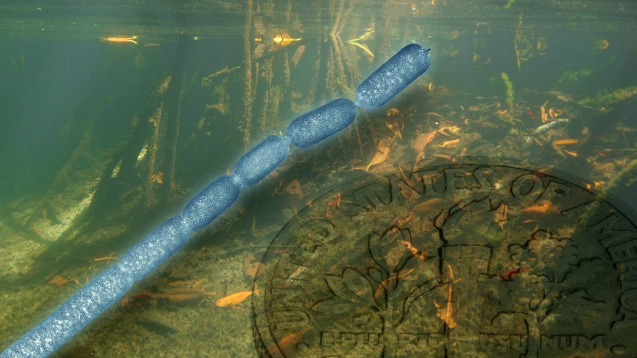 Representación artística de la bacteria Thiomargarita magnifica, con una moneda de diez centavos de EE UU.