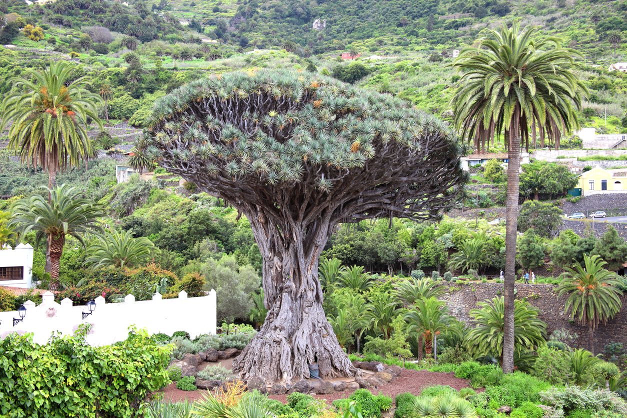 El drago milenario de Tenerife es uno de los árboles más longevos del mundo.