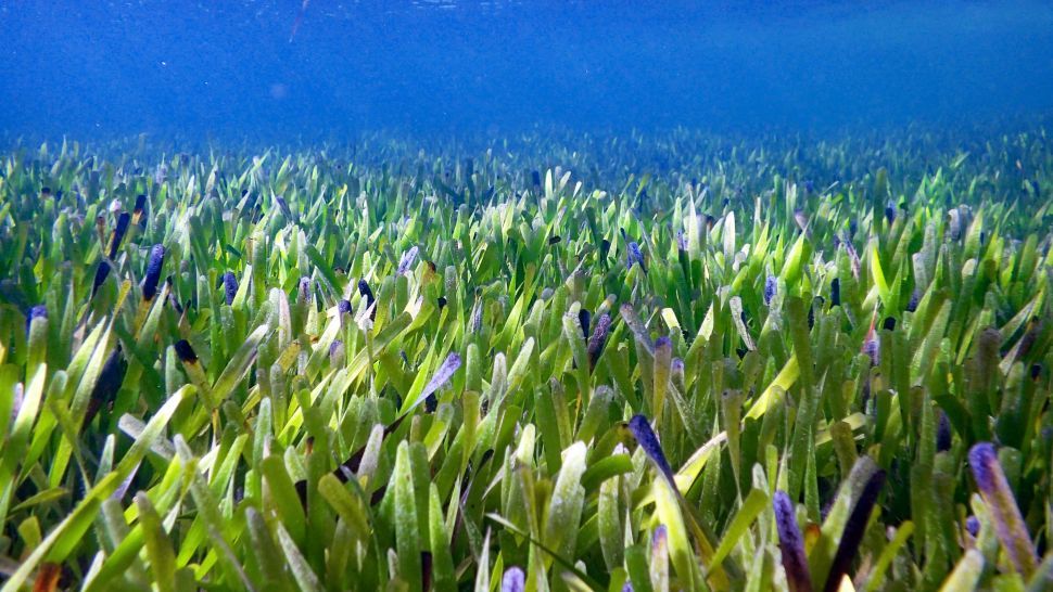 Una sección de la pradera de pastos marinos que conforman el clon más grande del mundo.