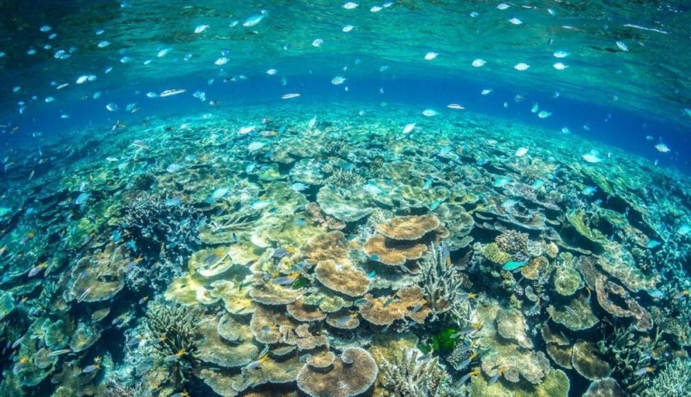 Los arrecifes de coral son ecosistemas complejos que proporcionan un valioso hábitat para los peces y otros animales. Los arrecifes de coral son ecosistemas complejos que proporcionan un valioso hábitat para los peces y otros animales.