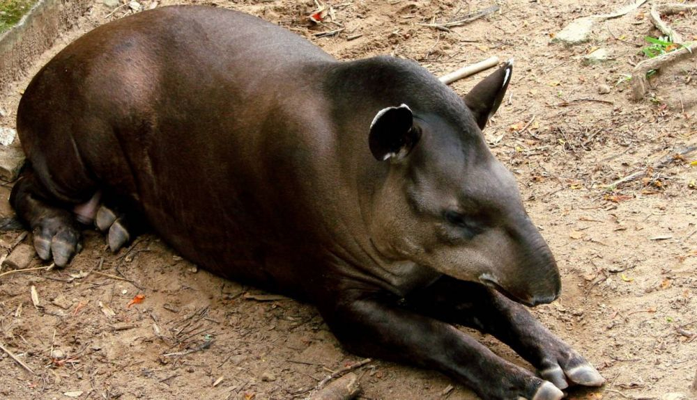 El tapir es uno de los animales que cazan los habitantes de los ríos del Amazonas. El tapir es uno de los animales que cazan los habitantes de los ríos del Amazonas.