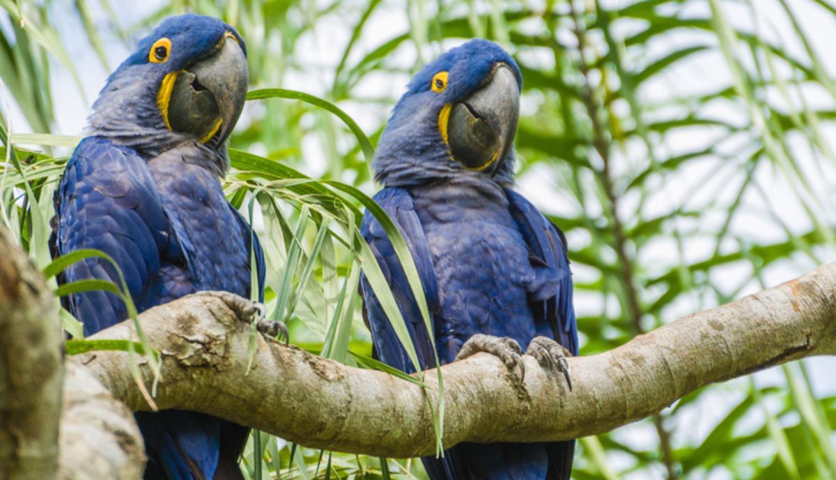 Los guacamayos de Spix vuelven a volar en Brasil