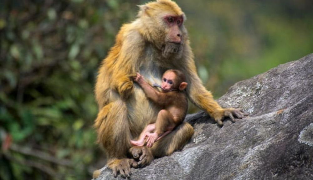 La especie recién identificada fue descubierta en el estado indio de Arunachal Pradesh. La especie recién identificada fue descubierta en el estado indio de Arunachal Pradesh.