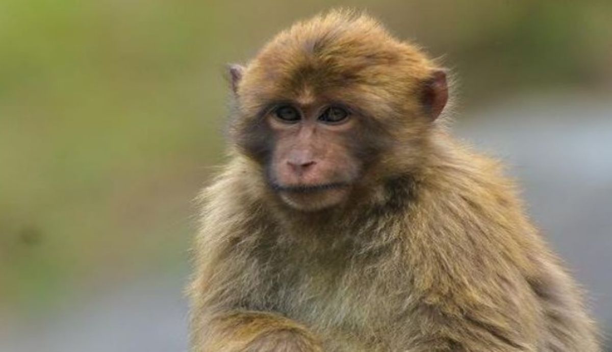 La especie de macaco recién identificada se llama Macaca selai.