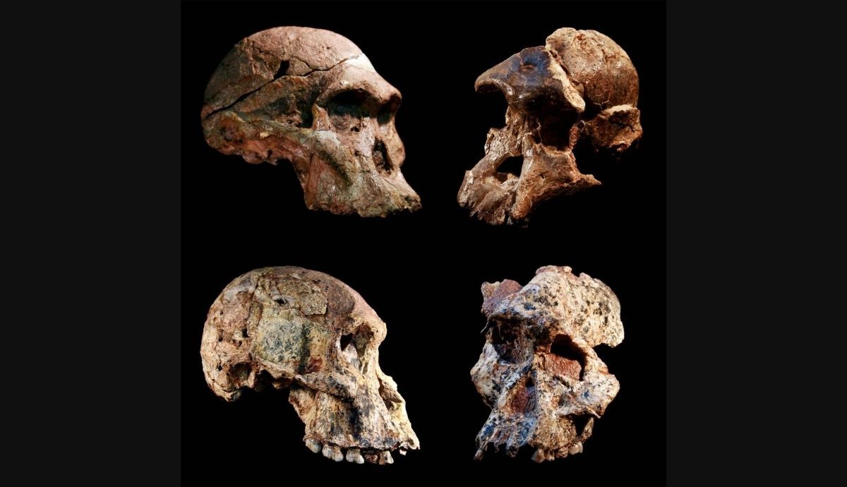 Cuatro cráneos diferentes de Australopithecus encontrados en las cuevas de Sterkfontein, Sudáfrica.