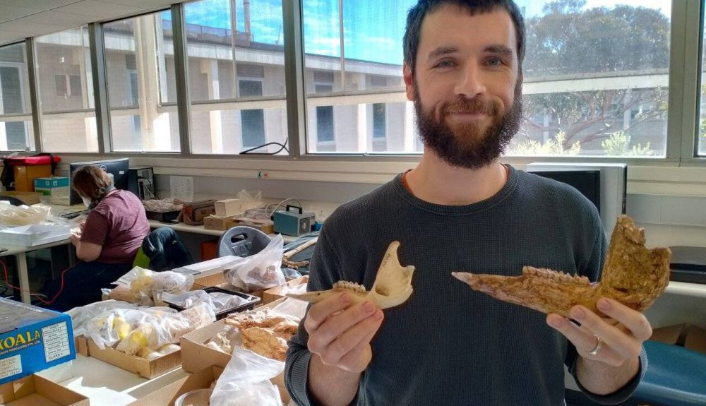 Isaac Kerr con una mandíbula de canguro australiano y una mandíbula fósil de megafauna australiana utilizada en el último estudio. Isaac Kerr con una mandíbula de canguro australiano y una mandíbula fósil de megafauna australiana utilizada en el último estudio.