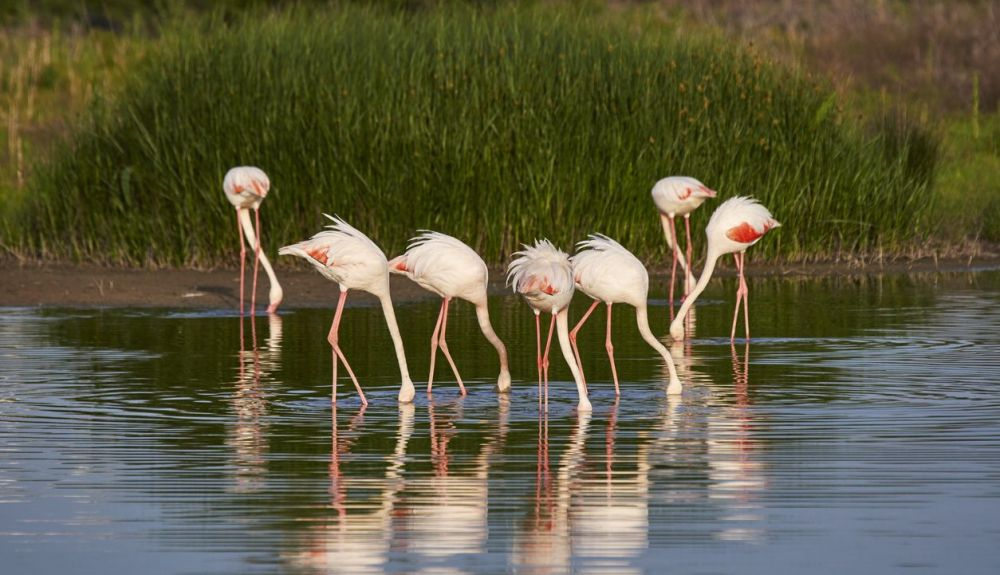 La Reserva Natural de la laguna de Fuente de Piedra se encuentra en el norte de Málaga. La Reserva Natural de la laguna de Fuente de Piedra se encuentra en el norte de Málaga.