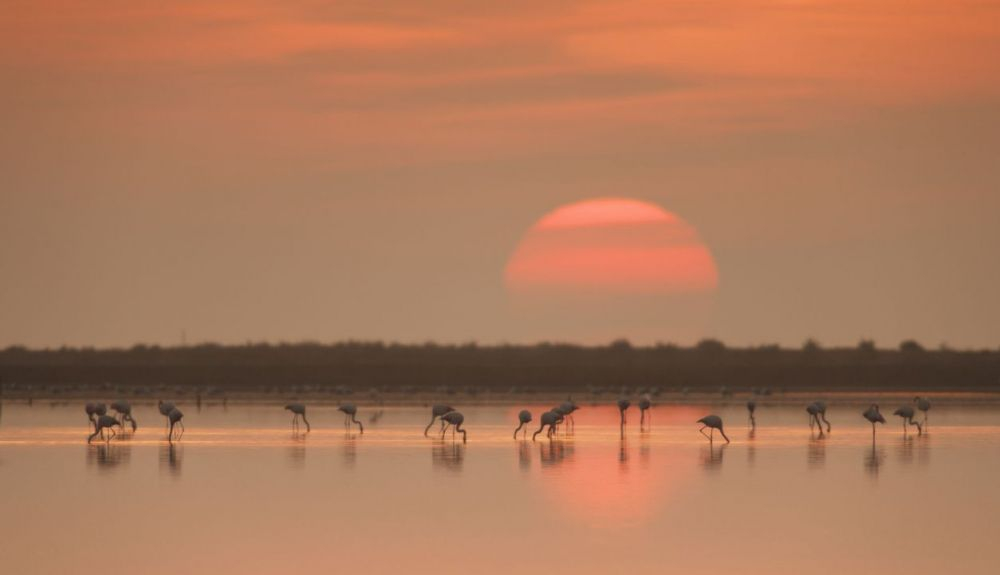Los flamencos son unas de las aves más emblemáticos del Parque Natural del Delta del Ebro. Los flamencos son unas de las aves más emblemáticos del Parque Natural del Delta del Ebro.