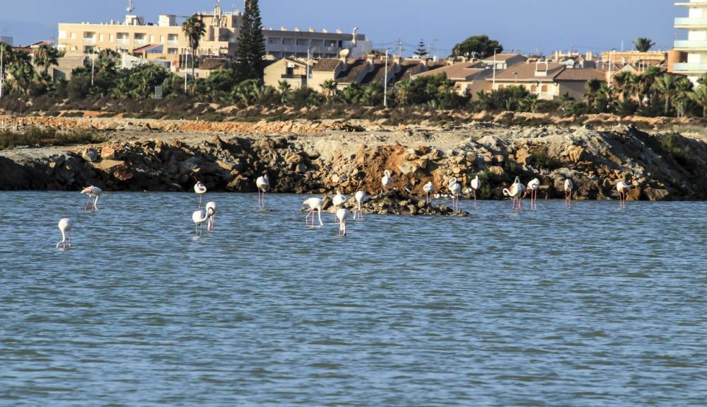 El mejor momento para ver flamencos en este lugar es a finales de julio. El mejor momento para ver flamencos en este lugar es a finales de julio.