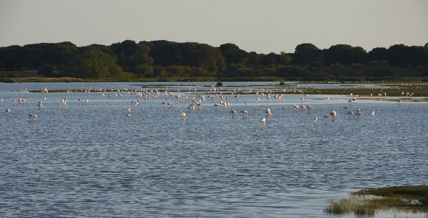 Los flamencos ofrecen un singular espectáculo en las marismas de Doñana.
