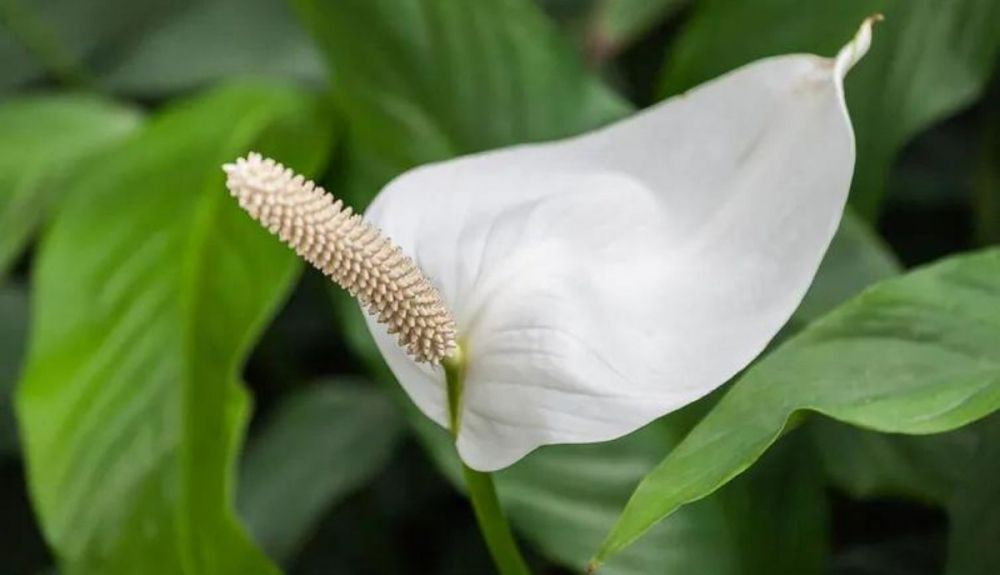 El Spathiphyllum cochlearispathum se encuentra entre las plantas que reducen los contaminantes del interior de los hogares.