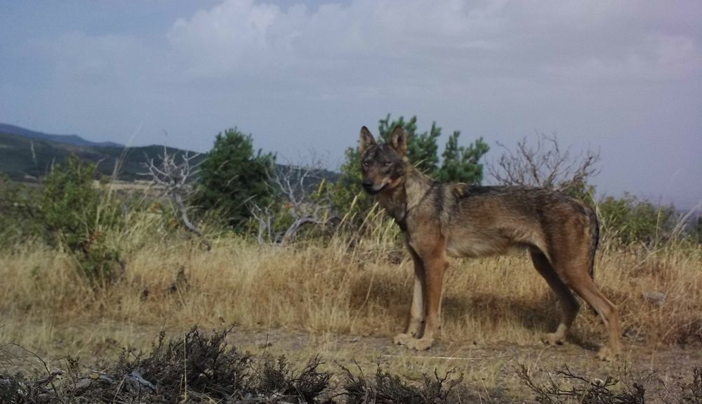En esta zona, la especie tiene la máxima categoría de protección otorgada por la Unión Europea. En esta zona, la especie tiene la máxima categoría de protección otorgada por la Unión Europea.