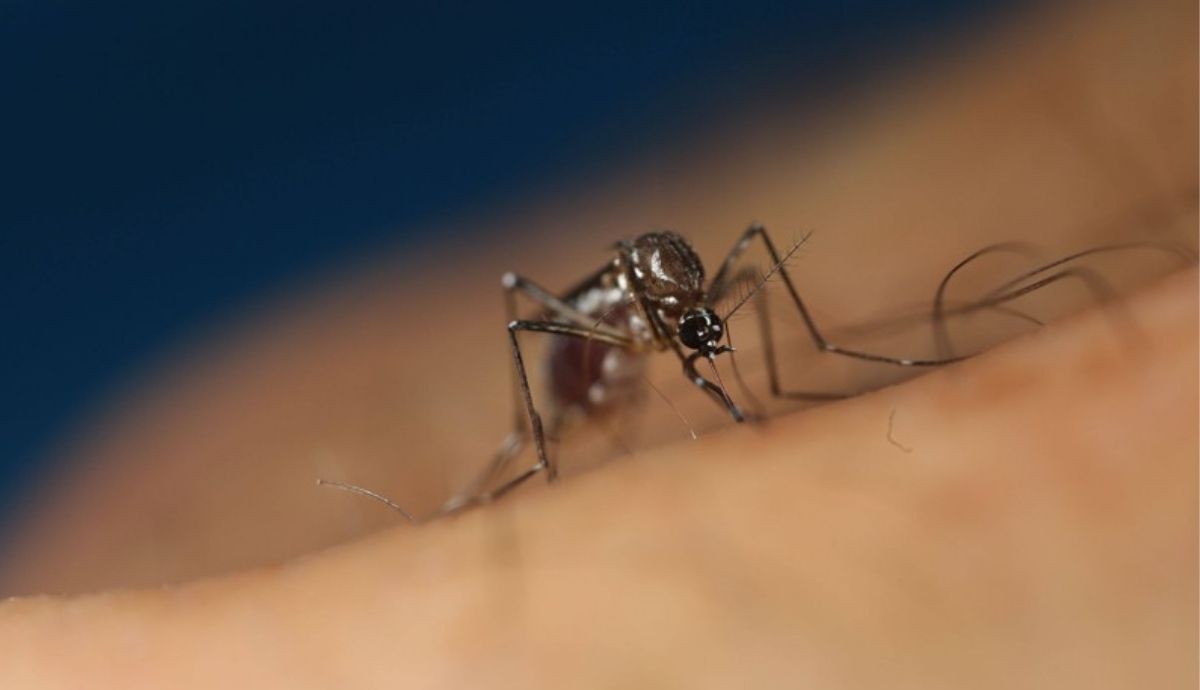 Cuando los mosquitos sanos son picados por otros infectados, ellos mismos pueden infectarse y luego propagar los virus a otros animales.
