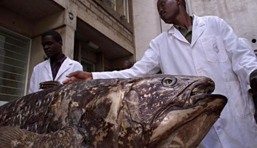 Personal del departamento de estudios de peces del Museo Nacional de Kenia muestra un celacanto capturado por pescadores keniano. Personal del departamento de estudios de peces del Museo Nacional de Kenia muestra un celacanto capturado por pescadores keniano.