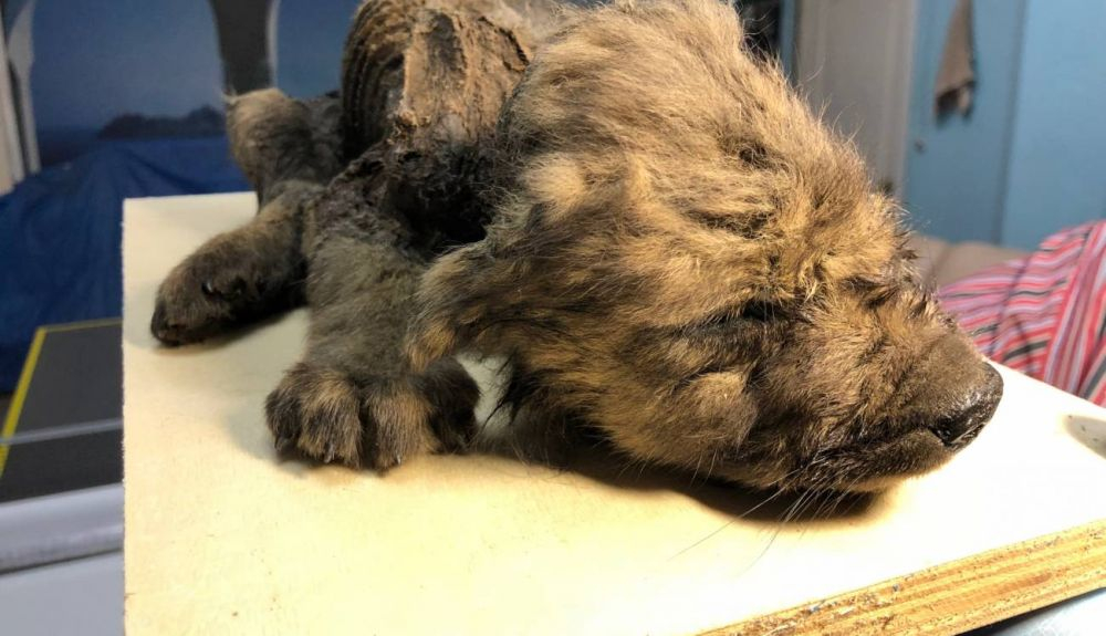 Dogor, un cachorro de lobo de 18.000 años procedente de Yakutia, que se incluyó en el estudio. Dogor, un cachorro de lobo de 18.000 años procedente de Yakutia, que se incluyó en el estudio.