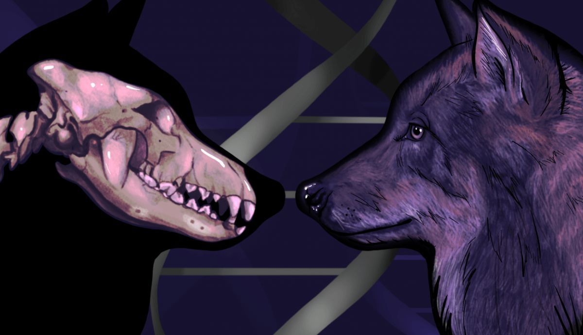 El hallazgo de que los perros están más relacionados con los lobos prehistóricos de Asia que con los de Europa sugiere que el proceso de domesticación habría ocurrido en algún lugar de Asia.