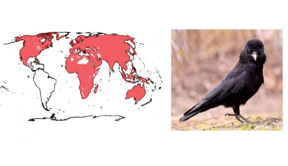 Distribución casi planetaria de los cuervos, género Corvus.