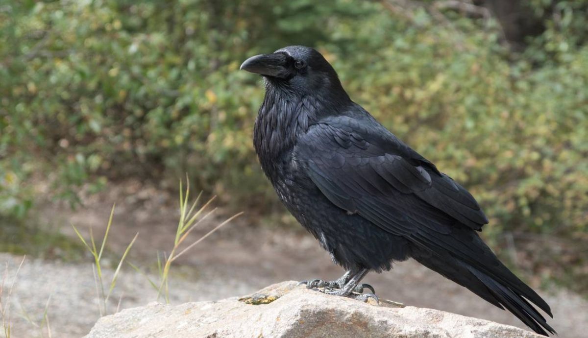 Los cuervos ofrecen una fantástica oportunidad para entender por qué ciertos organismos se expanden y diversifican por el planeta.