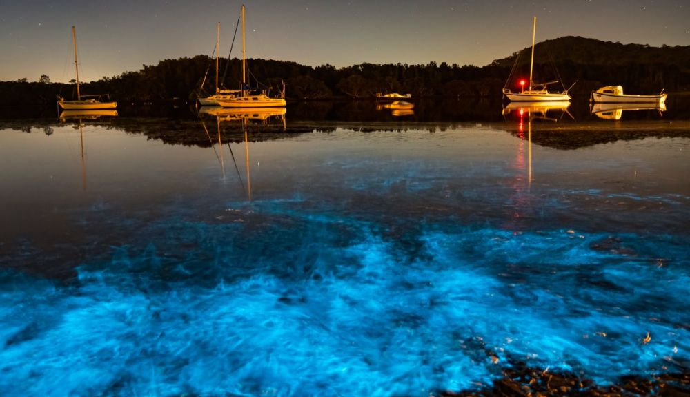 El resplandor azul bioluminiscente de las algas marinas se activa cuando hay movimiento en el agua en Woy Woy Waterfront en la costa central de NSW, Australia. El resplandor azul bioluminiscente de las algas marinas se activa cuando hay movimiento en el agua en Woy Woy Waterfront en la costa central de NSW, Australia.