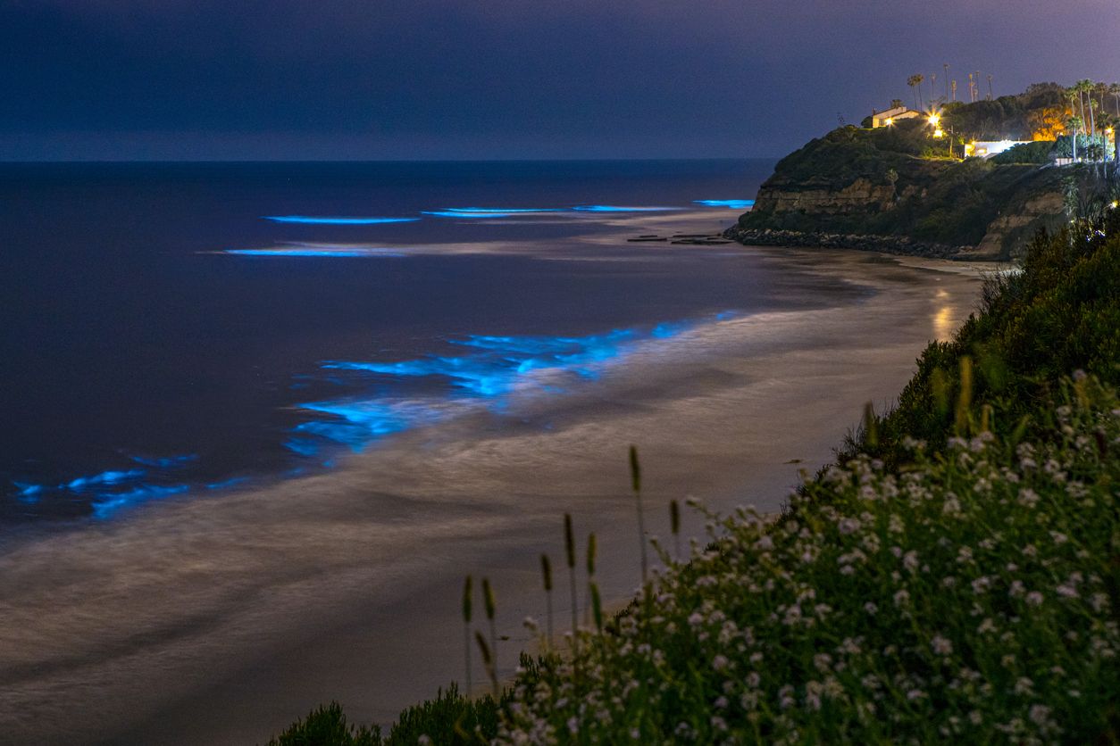 Cuando las algas bioluminiscentes se generalizan y son frecuentes, pueden ocurrir floraciones de algas nocivas.