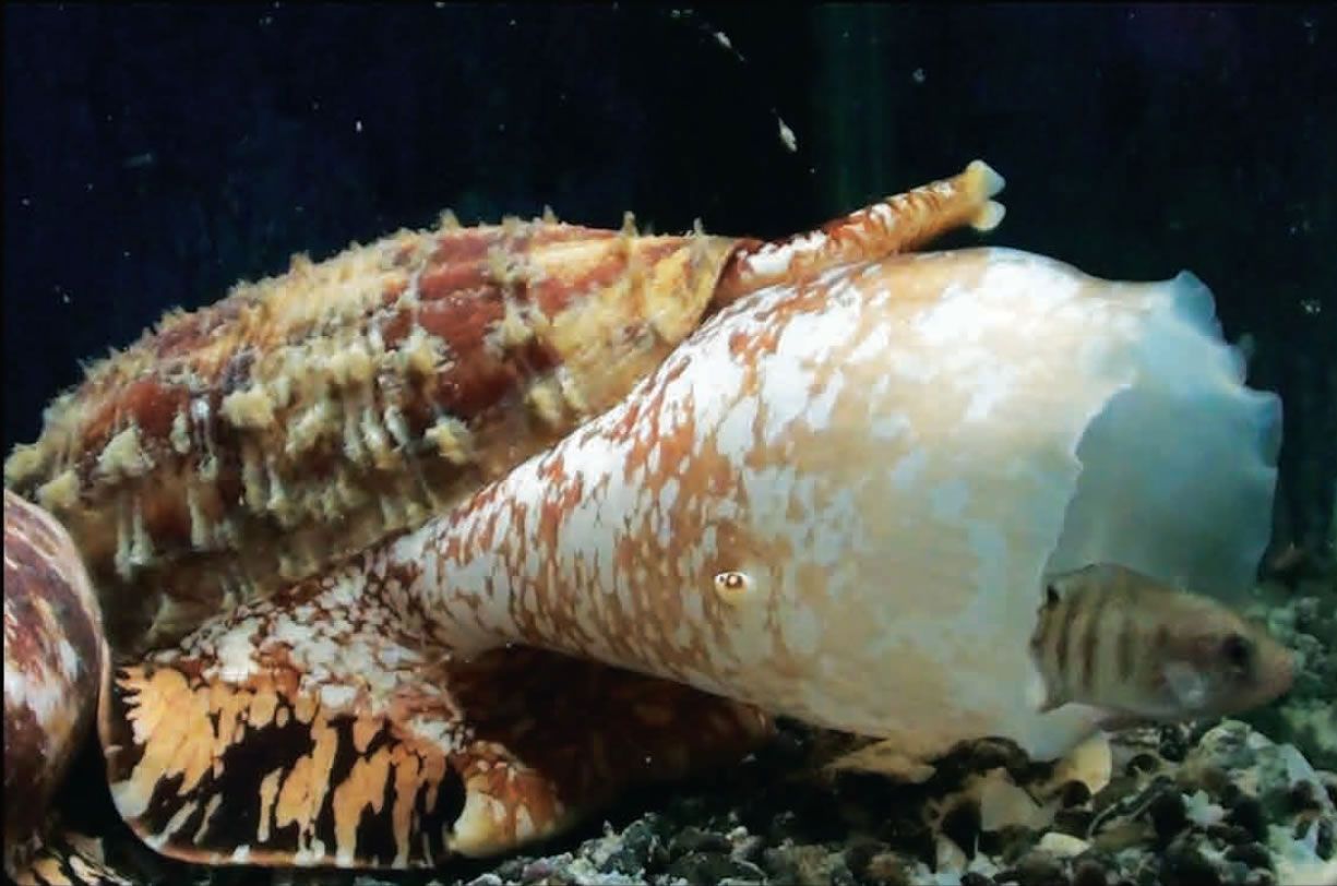 El caracol cono pasa sus días caminando detrás de gusanos, peces y otros caracoles para la cena.