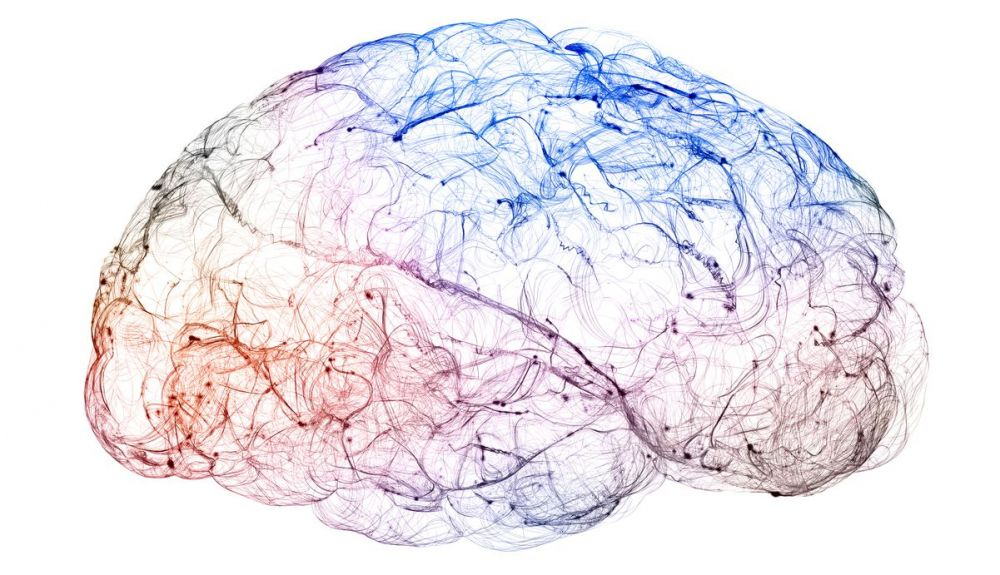 Conexiones cerebrales Conexiones cerebrales