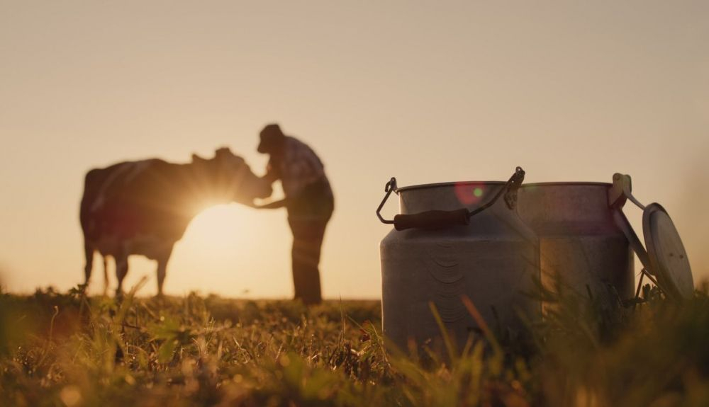 Hoy es posible seleccionar animales que produzcan leche con unas características diferenciales. Hoy es posible seleccionar animales que produzcan leche con unas características diferenciales.