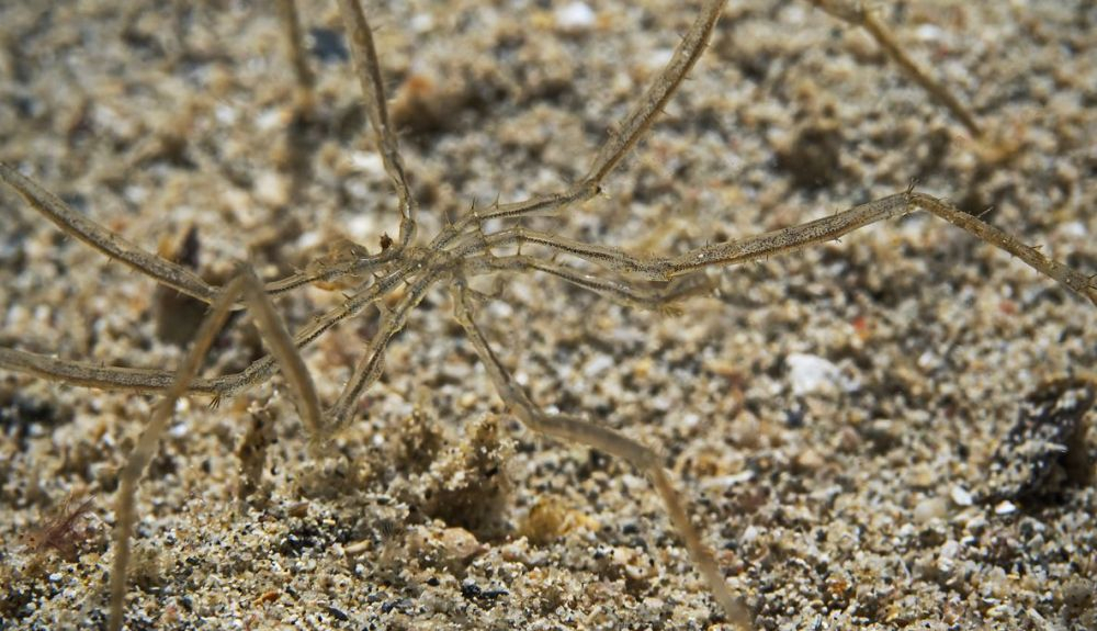 Algunas arañas de mar son tan pequeñas que sus músculos constan de una sola célula. Algunas arañas de mar son tan pequeñas que sus músculos constan de una sola célula.