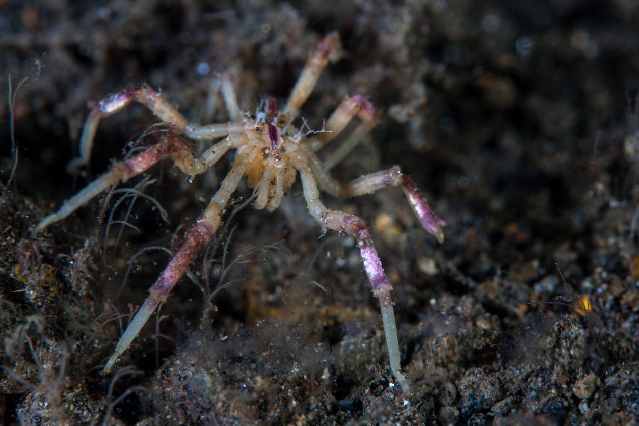 Las arañas de mar son pequeños depredadores de invertebrados marinos.