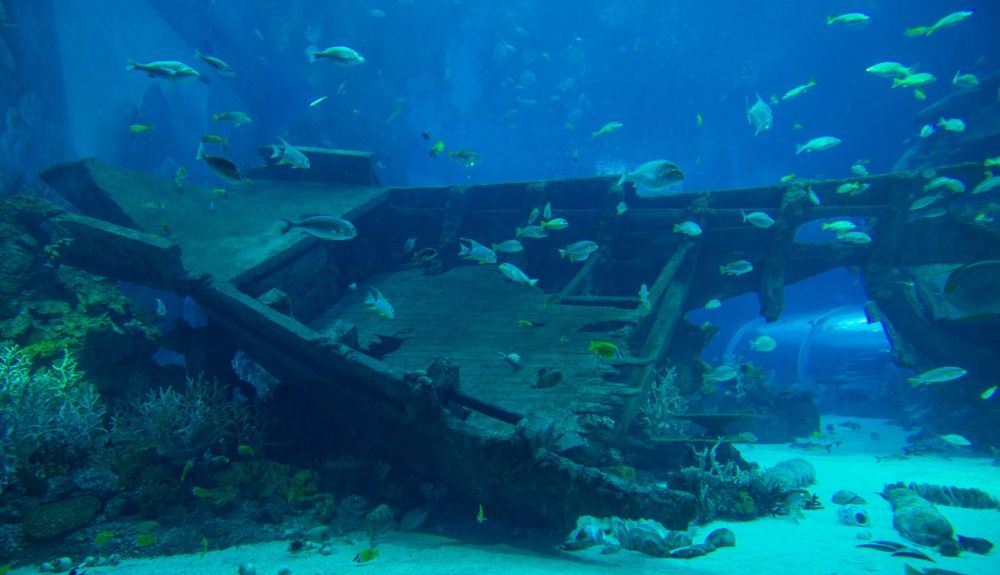 Los naufragios son una consideración importante en la biodiversidad submarina. Los naufragios son una consideración importante en la biodiversidad submarina.