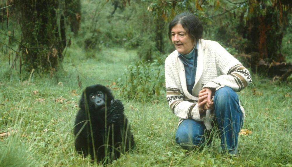 Dian Fossey dedicó su vida a la protección e investigación de estos impresionantes animale Dian Fossey dedicó su vida a la protección e investigación de estos impresionantes animale
