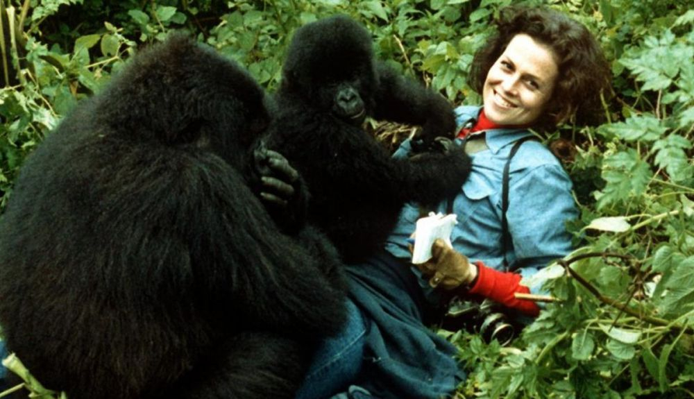Su biografía fue llevada al cine, con Sigourney Weaver en el papel principal. Su biografía fue llevada al cine, con Sigourney Weaver en el papel principal.