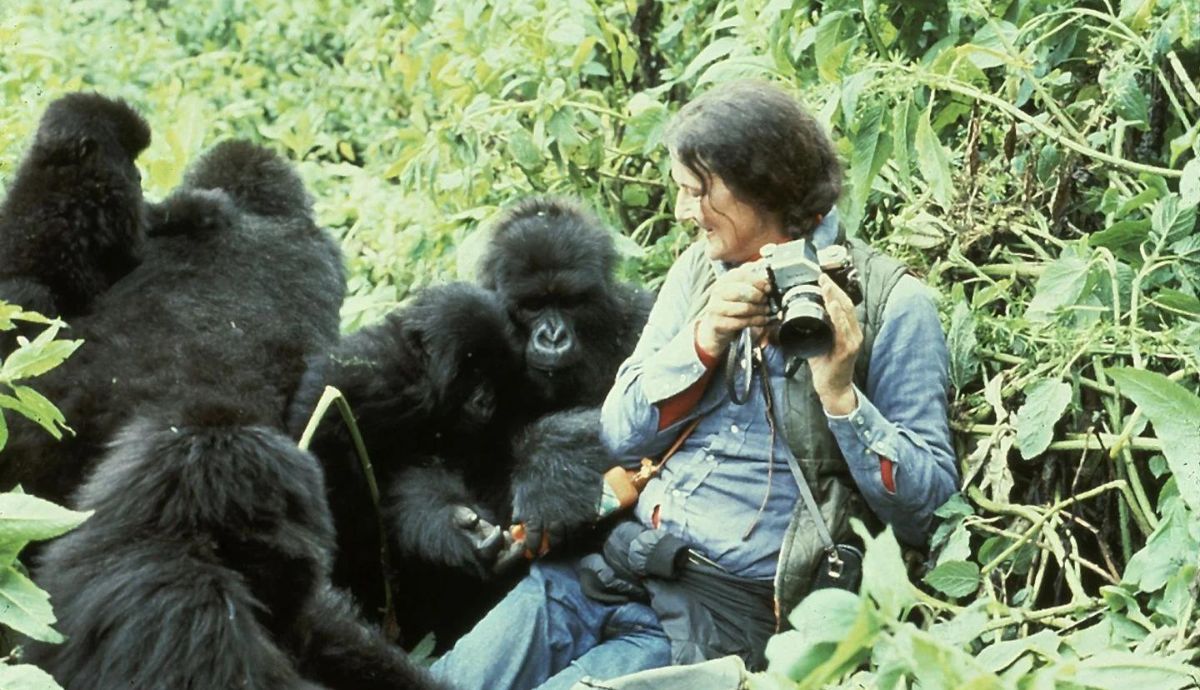 Para investigar a los simios, Dian Fossey se acercó tanto como fue posible a ellos.