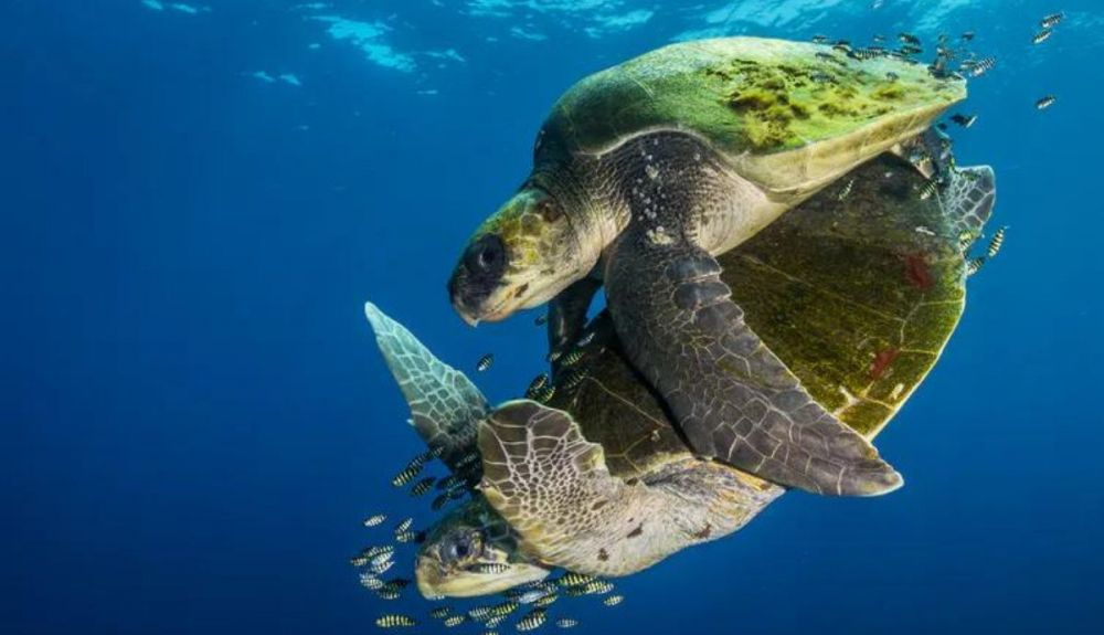 Una pareja de tortugas en pleno apareamiento.