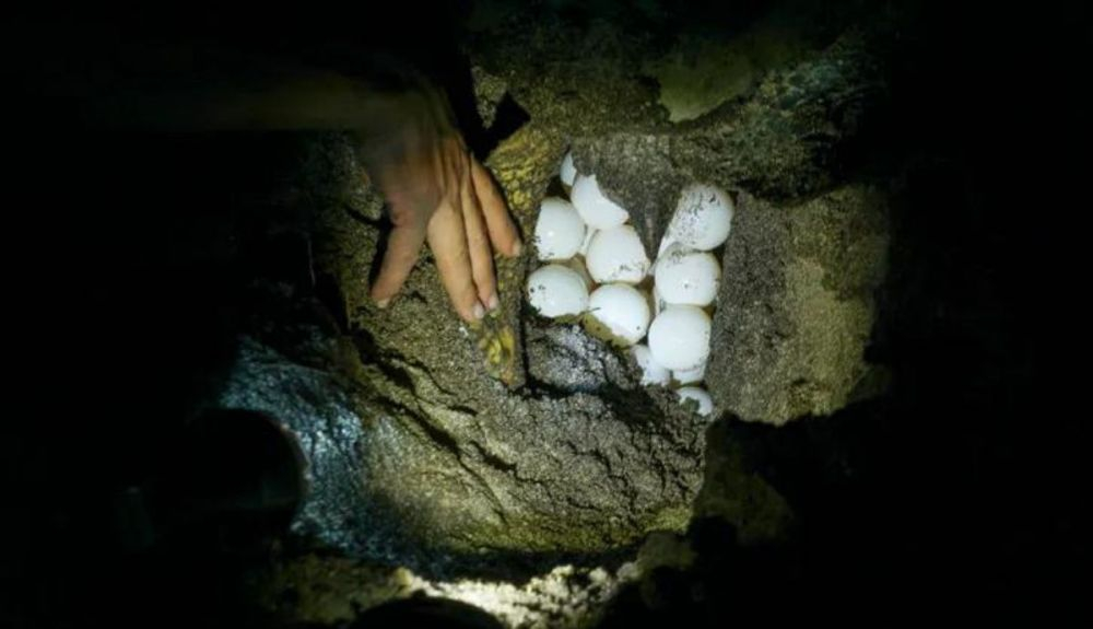 Huevos de tortuga verde en un nido de una playa del Parque Nacional de Las Baulas, en Costa Rica.