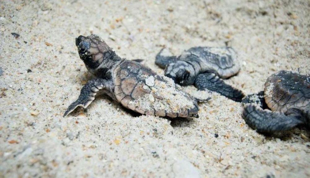 Crías de tortuga tras eclosionar. Crías de tortuga tras eclosionar.
