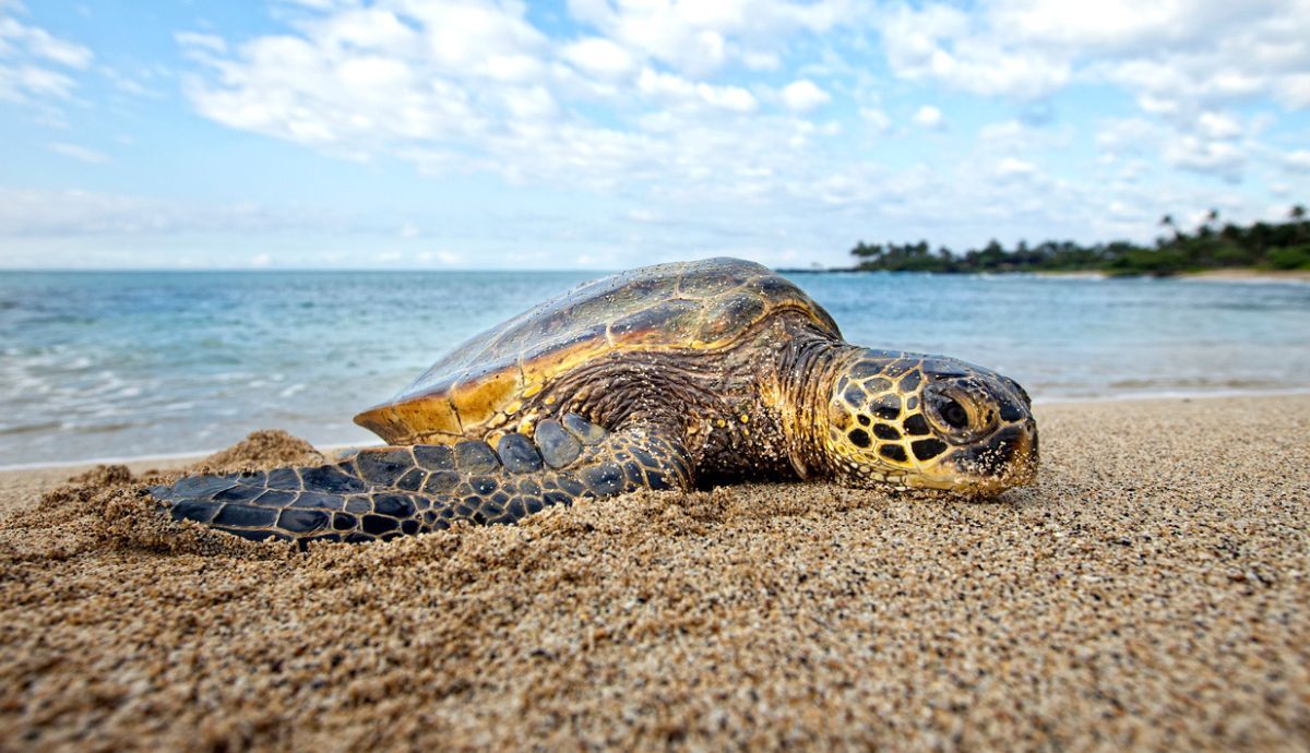 Las tortugas marinas solo son fieles a su playa Las tortugas marinas solo son fieles a su playa