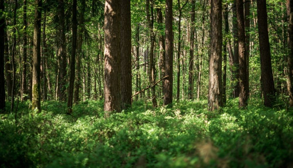 Los bosques desempeñan una función esencia len la lucha contra el cambio climático. Los bosques desempeñan una función esencia len la lucha contra el cambio climático.